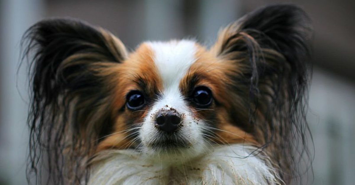 13 fun-loving dogs that can turn first-time ownership into pure joy 1 13 fun loving dogs that can turn first time ownership into pure joy