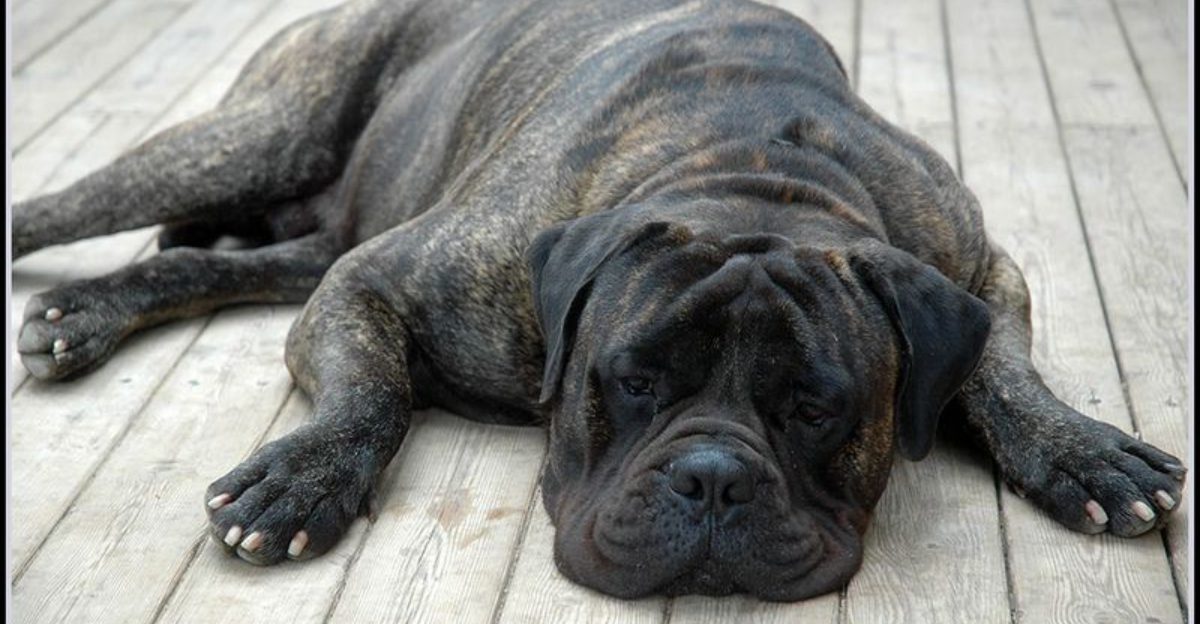 13 guard dog breeds that make intruders think twice and owners sleep easier 1 13 guard dog breeds that make intruders think twice and owners sleep easier