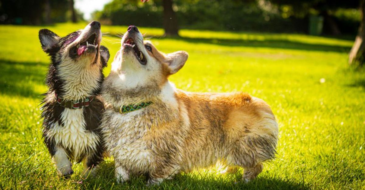 13 unforgettable dog breeds that refuse to fit the usual stereotypes 1 13 unforgettable dog breeds that refuse to fit the usual stereotypes