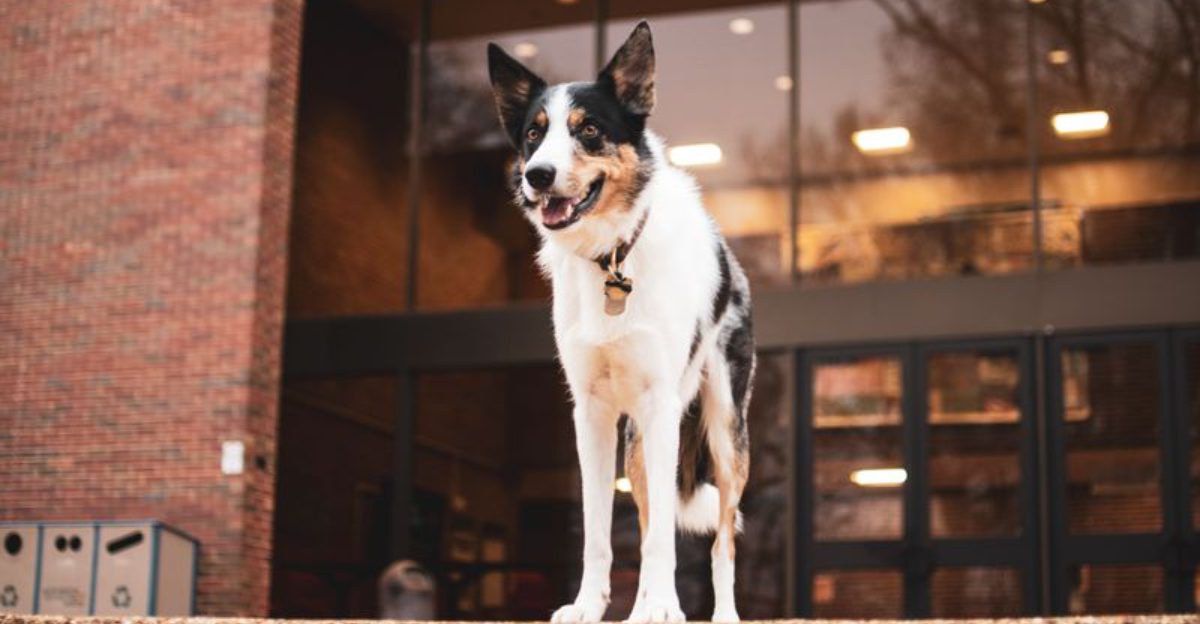14 dog breeds that form such intense bonds they struggle when you're not around, plus 5 more that hate being left alone 1 14 dog breeds that form such intense bonds they struggle when youre not around plus 5 more that hate being left alone