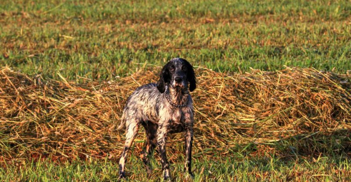 16 breeds that become exceptional companions once they understand expectations 1 16 breeds that become exceptional companions once they understand