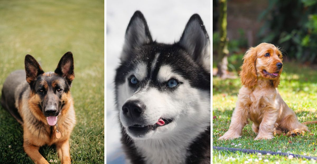 17 dog breeds that seem loyal at first - until they become impossible to ignore, plus 5 that take clingy to another level 1 17 dog breeds that seem loyal at first until they become impossible to ignore plus 5 that take clingy to another level