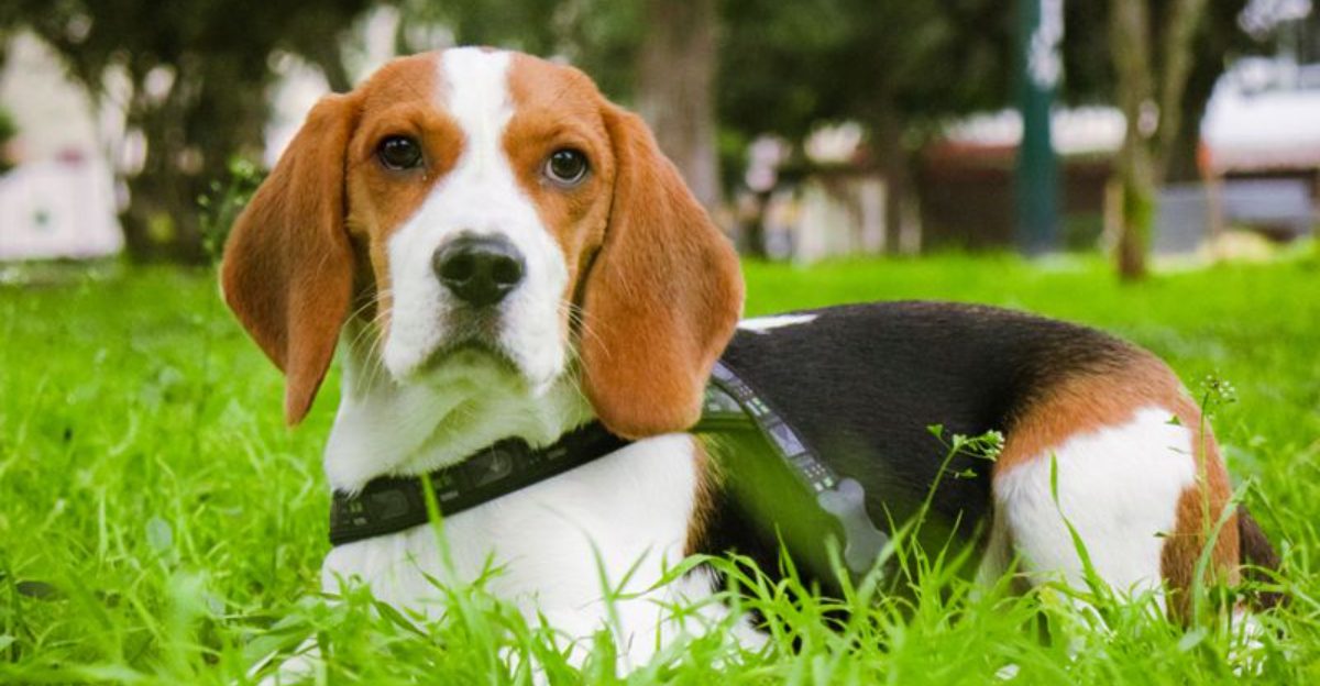 18 dog breeds people think are perfect family pets - until they discover the hidden challenges, plus 4 breeds that are even tougher 1 18 dog breeds people think are perfect family pets until they discover the hidden challenges plus 4 breeds that are even tougher