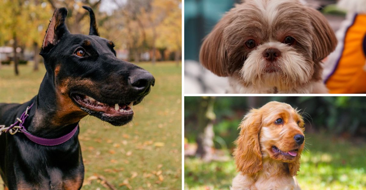 18 dog breeds that become emotionally attached faster than most owners expect - plus 3 that never seem to want personal space 1 18 dog breeds that become emotionally attached faster than most owners expect plus 3 that never seem to want personal space