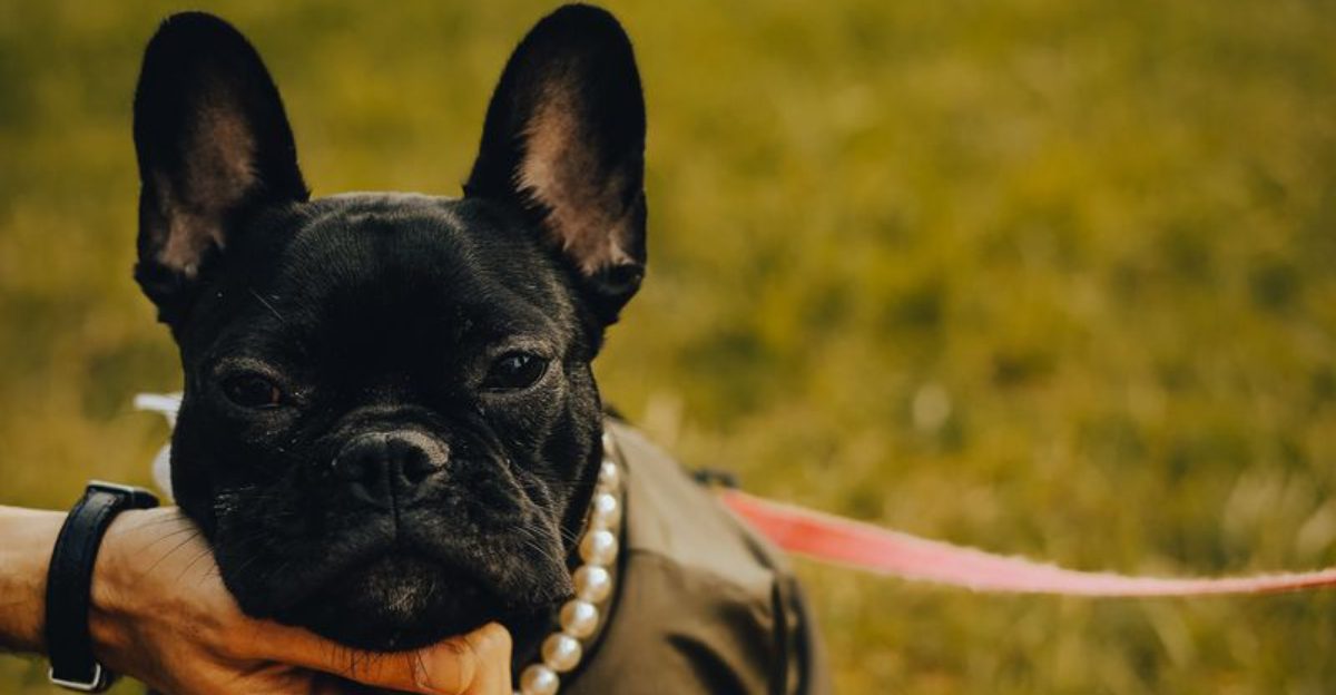 A normal walk can become dangerous much faster for these 15 dog breeds 1 A normal walk can become dangerous much faster for these 15 dog breeds