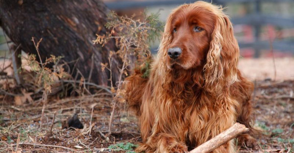 Beauty comes in many forms - These 12 breeds prove it, and these 3 reinforce it 1 Beauty comes in many forms These 12 breeds prove it and these 3 reinforce it