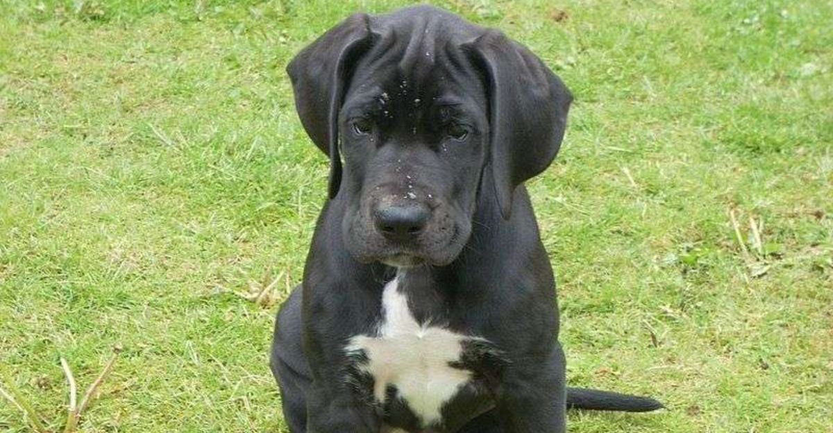 From cuddly puppies to powerful adults - These 12 breeds make a dramatic transformation 1 From cuddly puppies to powerful adults These 12 breeds make a dramatic transformation