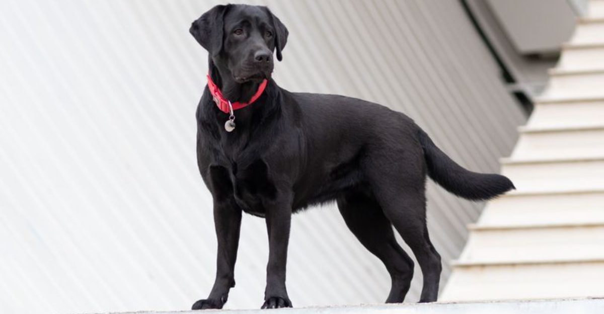 Looking for a kid-friendly companion? These 10 breeds consistently stand out 1 Looking for a kid friendly companion These 10 breeds consistently stand out