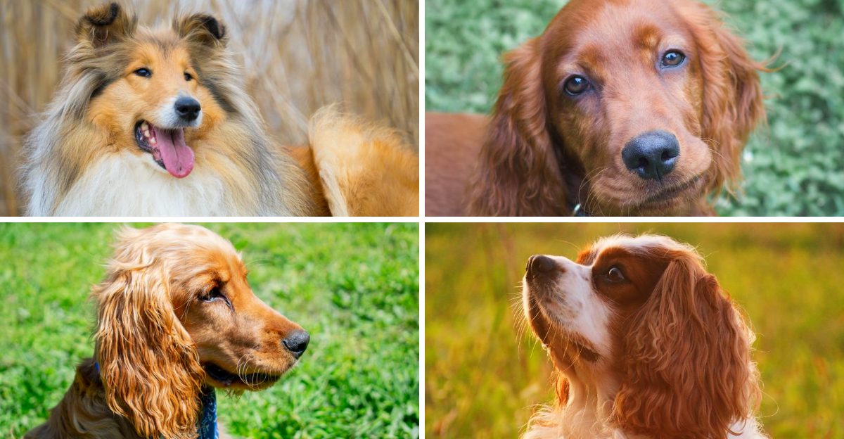 Looking for kindness? These 13 dog breeds rarely disappoint 1 Looking for kindness These 13 dog breeds rarely disappoint