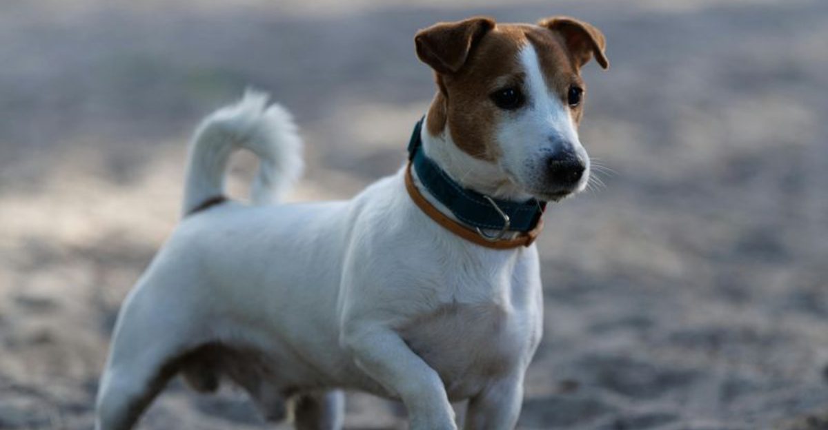 People love these 11 dog breeds - but many underestimate the behavior challenges they bring 1 People love these 11 dog breeds but many underestimate the behavior challenges they bring