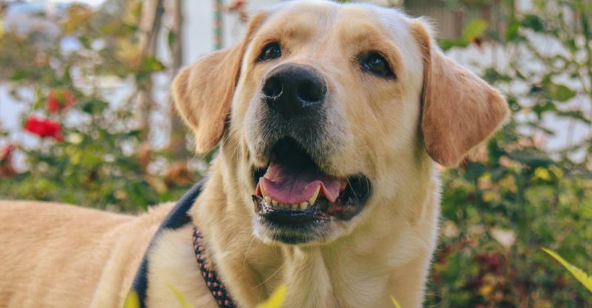 Some dog breeds never lose their appeal - These 13 prove it 1 Some dog breeds never lose their appeal These 13 prove it