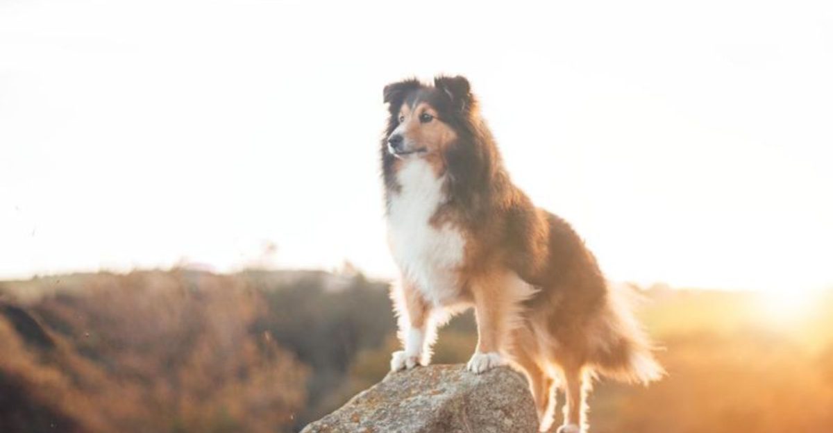 These 10 clues help explain whether your dog's behavior is loyalty or stress 1 These 10 clues help explain whether your dogs behavior is loyalty or stress