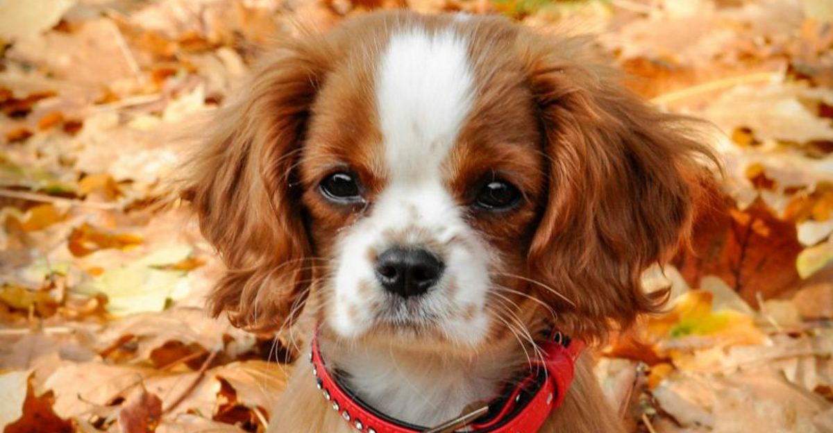 These 10 dogs can gain weight fast after neutering without the right routine 1 These 10 dogs can gain weight fast after neutering without the right routine