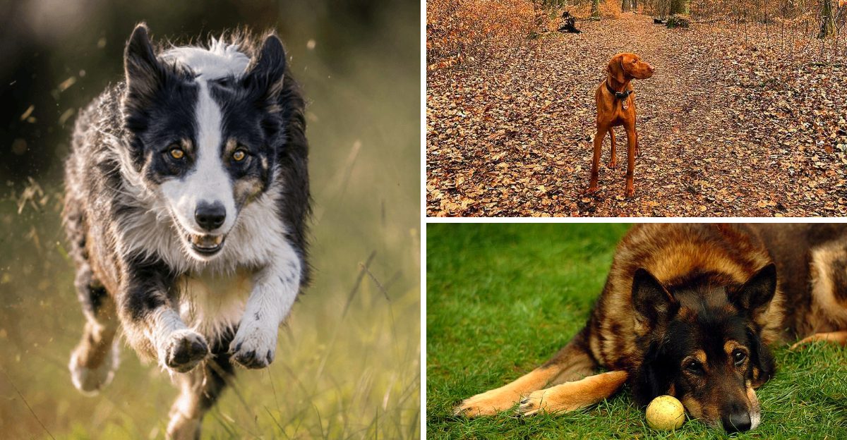 These 11 dog breeds seem to read your mind - These 2 barely acknowledge your existence 1 These 11 dog breeds seem to read your mind These 2 barely acknowledge your