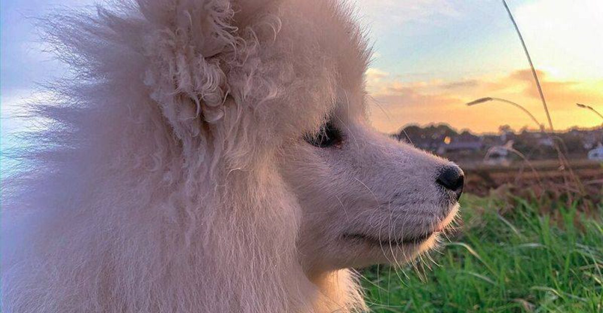 These 12 breeds look the part but may fail when guarding actually matters 1 These 12 breeds look the part but may fail when guarding actually matters