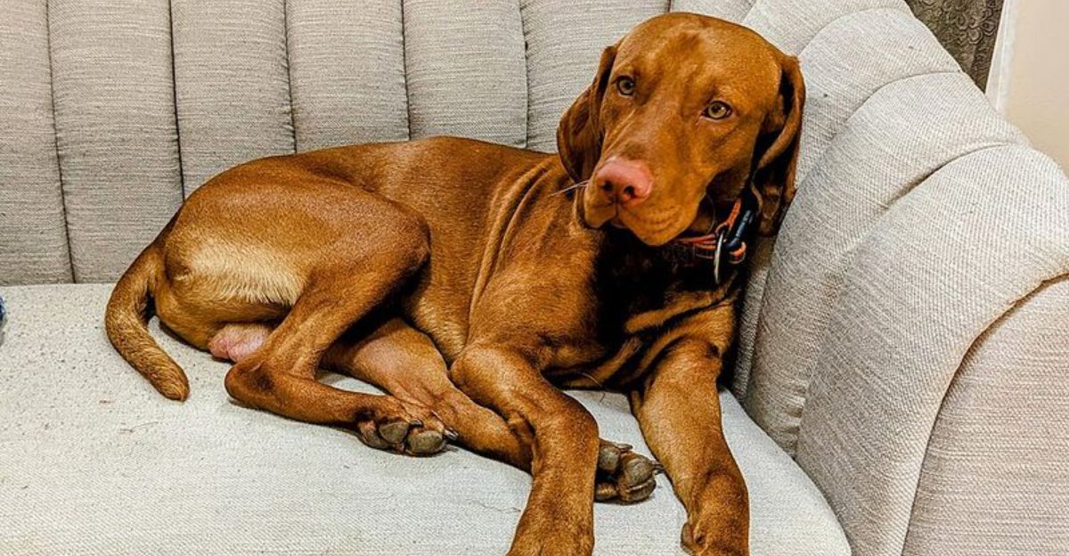These 12 dog breeds turn into shadows because being near you helps them feel safe 1 These 12 dog breeds turn into shadows because being near you helps them feel safe