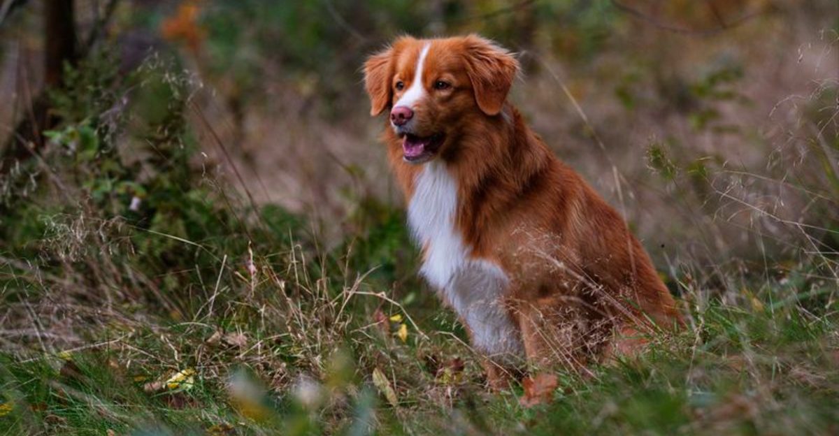These 12 medium-sized breeds strike the balance modern owners are looking for 1 These 12 medium sized breeds strike the balance modern owners are looking for