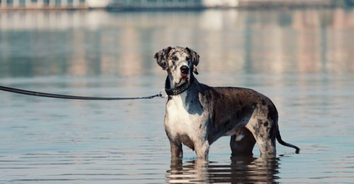 These 12 powerful dog breeds have a presence that's hard to ignore 1 These 12 powerful dog breeds have a presence thats hard to ignore