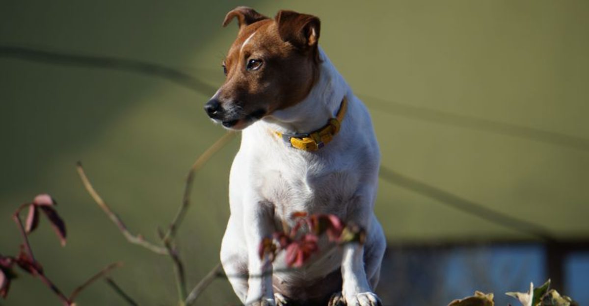 These 13 dogs are often rehomed for one reason: owners underestimated what they require 1 These 13 dogs are often rehomed for one reason owners underestimated what they require