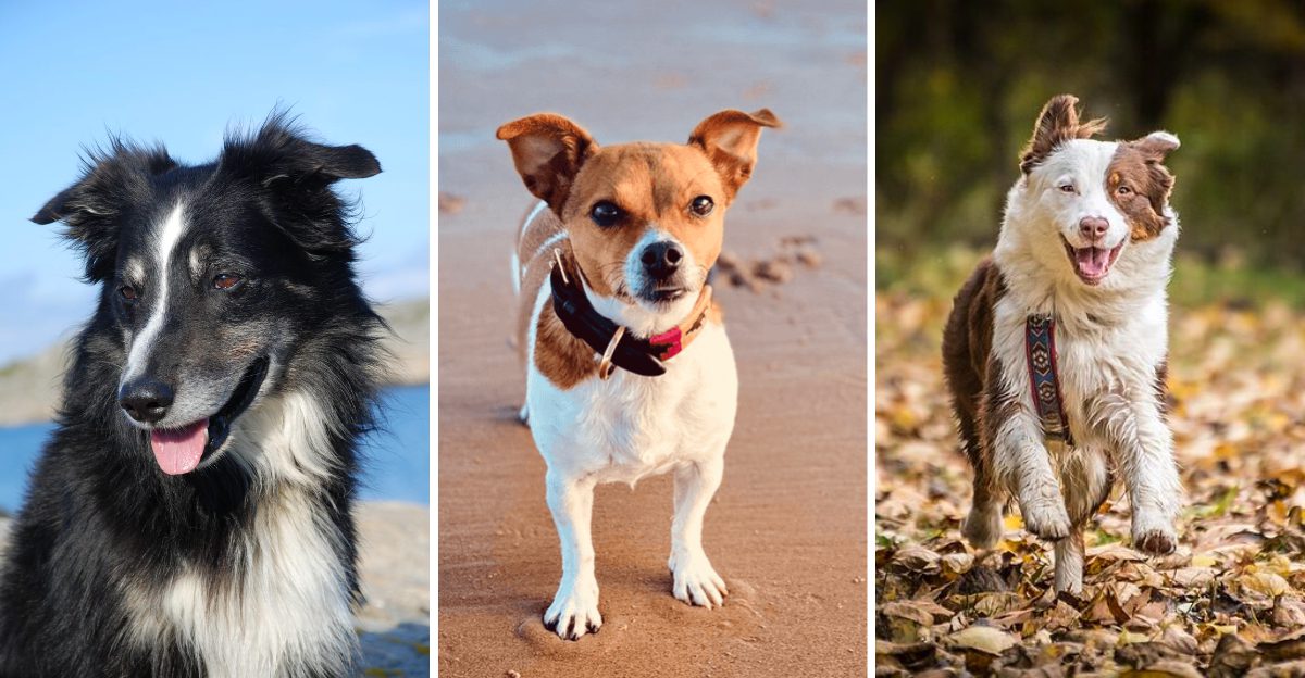 These 13 dogs ask for far more than food and walks - and that's exactly why many struggle 1 These 13 dogs ask for far more than food and walks and thats exactly why many struggle