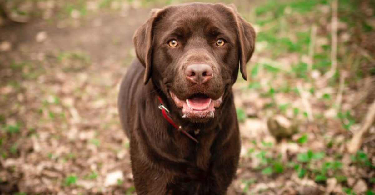 These 13 medium-sized dogs can handle family chaos all day and still settle beautifully at night 1 These 13 medium sized dogs can handle family chaos all day and still settle beautifully at night