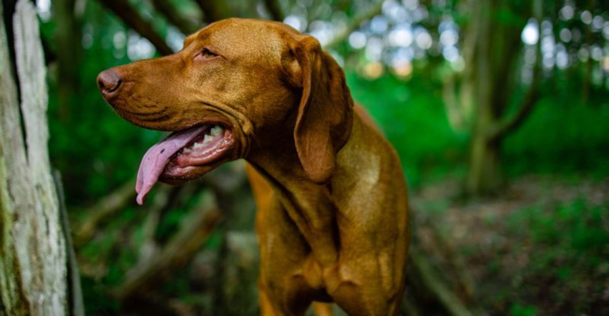 These 14 dog breeds comfort their owners in ways that feel effortless 1 These 14 dog breeds comfort their owners in ways that feel effortless
