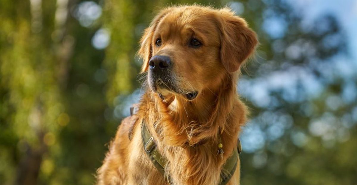These 14 dogs often become completely different companions as they mature 1 These 14 dogs often become completely different companions as they mature