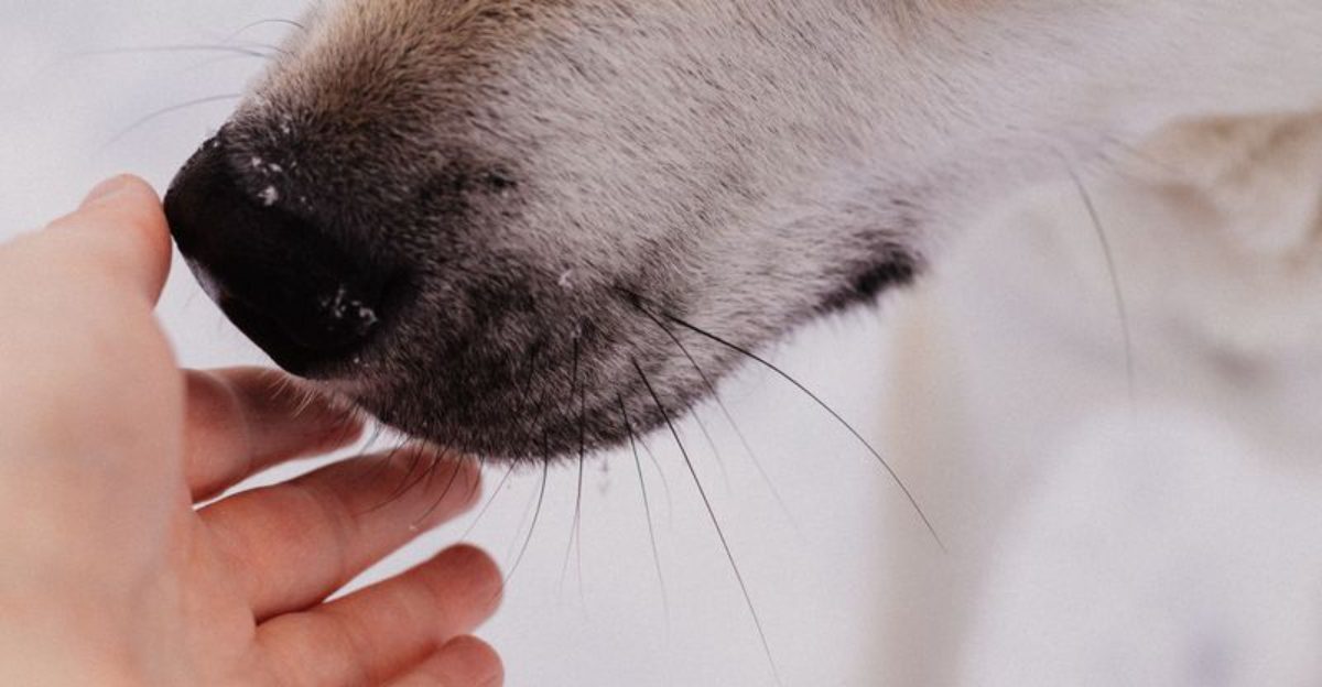 These 14 scents reveal just how extraordinary a dog's nose really is 1 These 14 scents reveal just how extraordinary a dogs nose really is