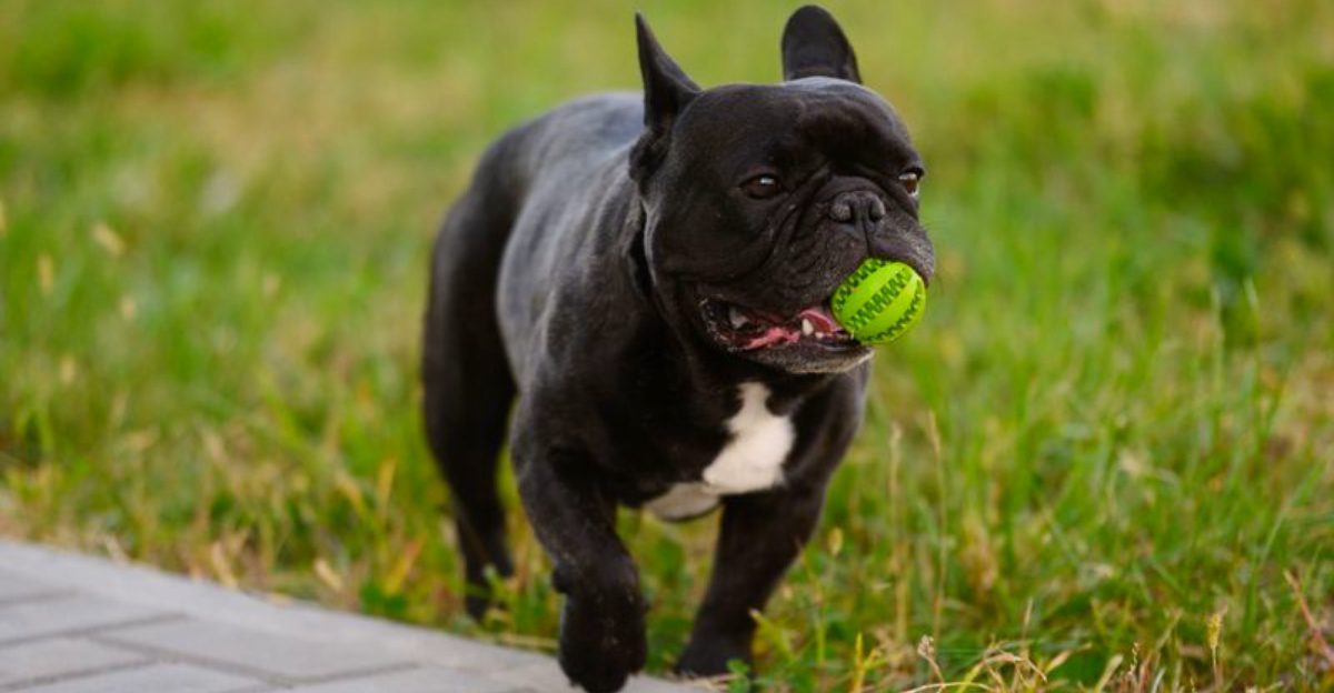 Think purebred dogs are expensive? These 12 breeds take it to another level 1 Think purebred dogs are expensive These 12 breeds take it to another level
