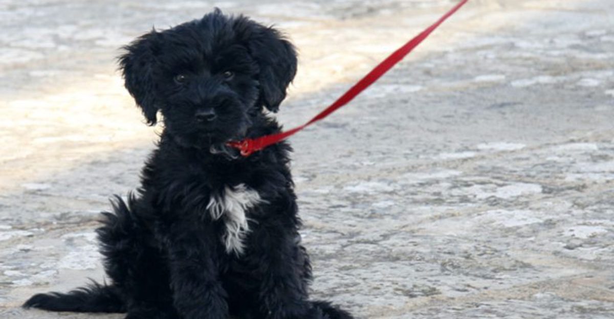 Think you know how your puppy will look? These 10 breeds may surprise you 1 Think you know how your puppy will look These 10 breeds may surprise you