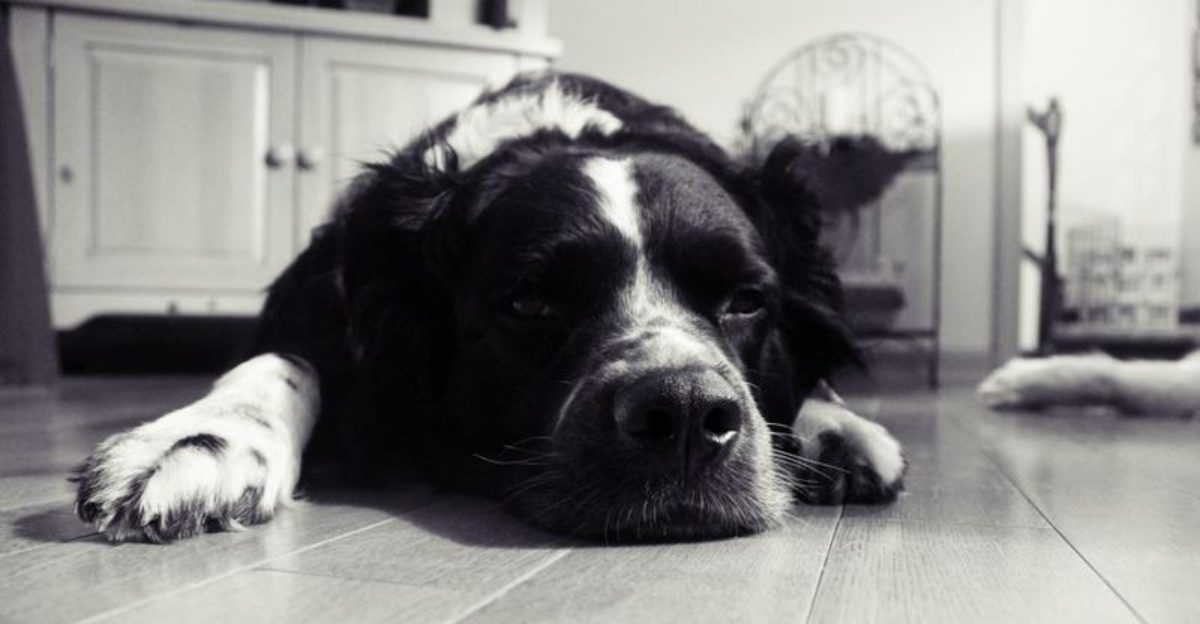 Trainers warn these 10 common words may be damaging your dog's sense of security 1 Trainers warn these 10 common words may be damaging your dogs sense of security
