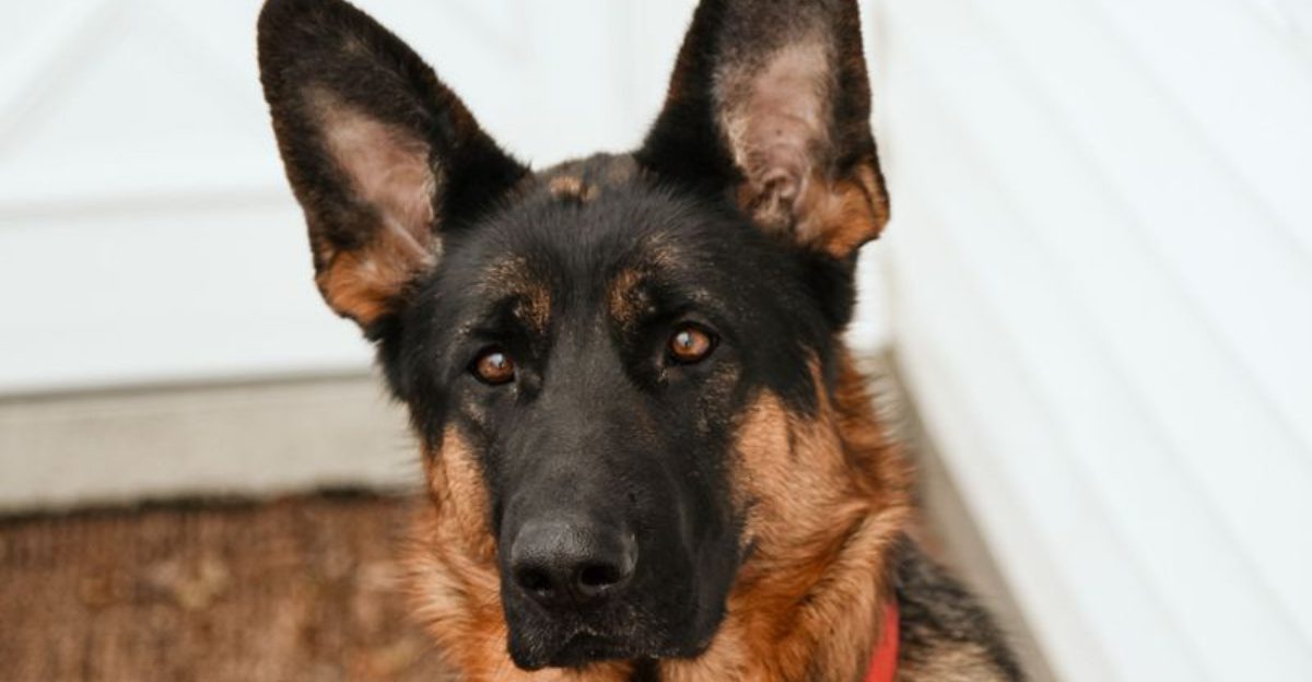 When situations get difficult, these 12 dogs are known for standing firm 1 When situations get difficult these 12 dogs are known for standing firm