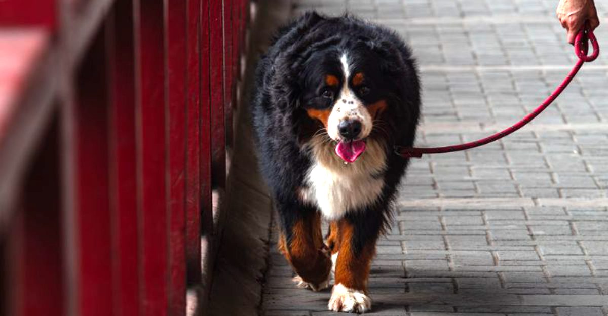 10 affectionate dog breeds that don't always need physical contact – plus 3 that show love in quieter ways 1 10 affectionate dog breeds that dont always need physical contact – plus 3 that show love in quieter ways
