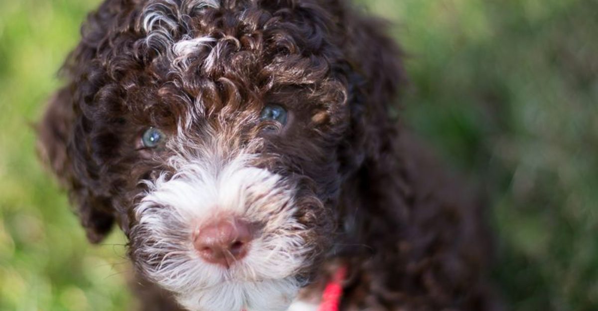 10 ancient dog breeds that never seem to go out of style – plus 3 breeds rediscovered by modern owners 1 10 ancient dog breeds that never seem to go out of style – plus 3 breeds rediscovered by modern owners