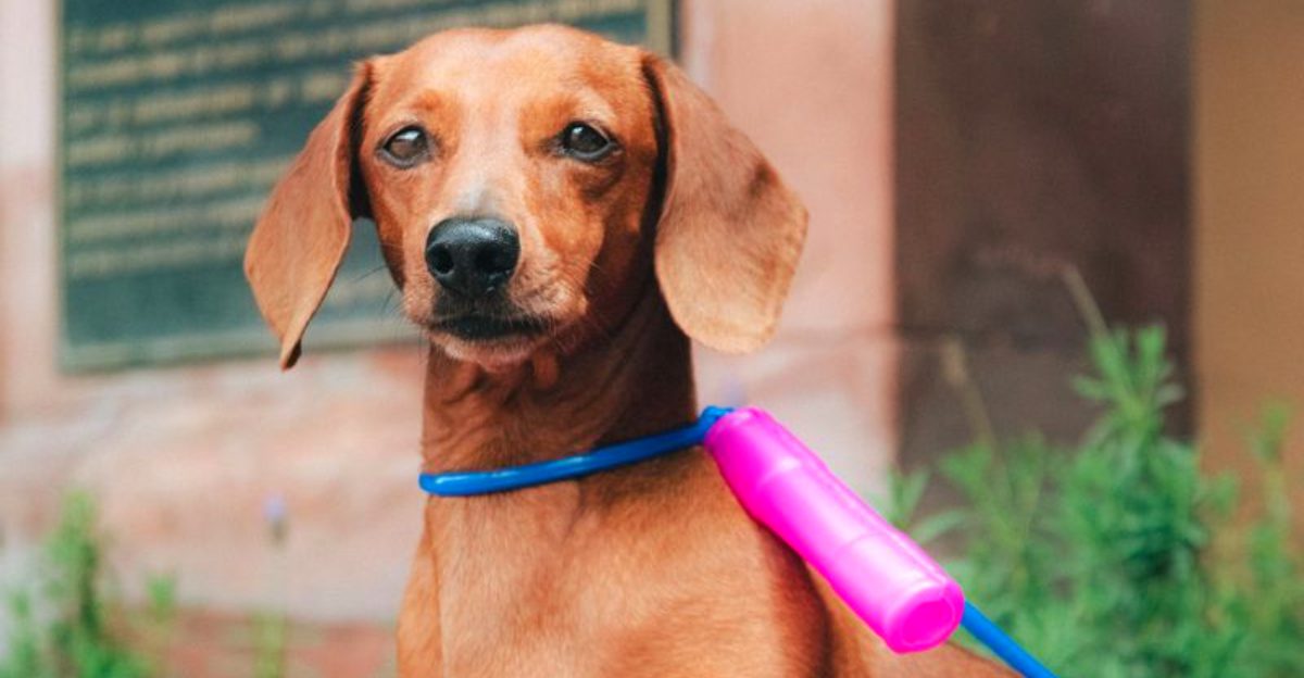 10 dog breeds that are surprisingly picky about food - plus 3 that often change preferences over time 1 10 dog breeds that are surprisingly picky about food plus 3 that often change preferences over time