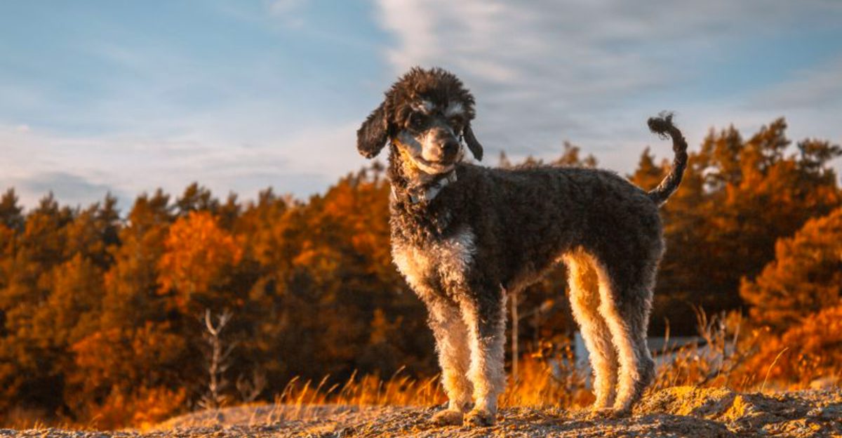 10 dog breeds that care more about daily activity than yard size - plus 3 surprisingly adaptable companions 1 10 dog breeds that care more about daily activity than yard size plus 3 surprisingly adaptable companions