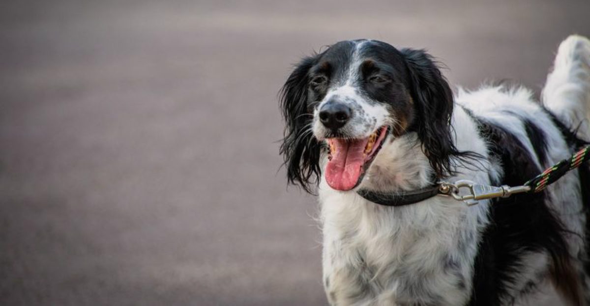 10 dog breeds that enjoy impressing everyone they meet - plus 2 eager learners 1 10 dog breeds that enjoy impressing everyone they meet plus 2 eager learners