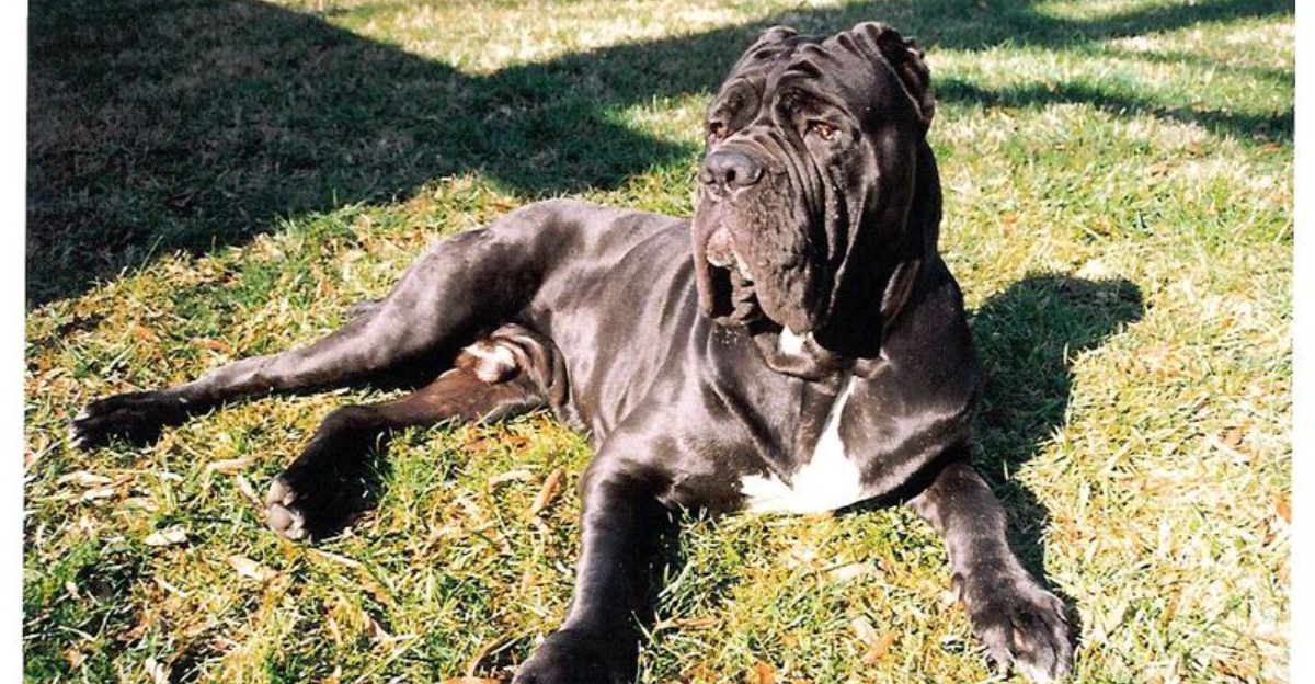 10 dog breeds with fascinating physical traits – plus 3 that always spark conversations 1 10 dog breeds with fascinating physical traits – plus 3 that always spark conversations