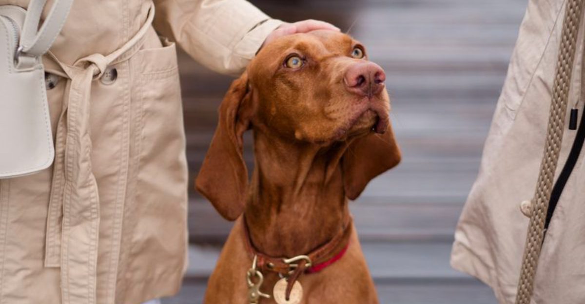 11 dog breeds experienced owners never regret – plus 3 timeless choices 1 11 dog breeds experienced owners never regret – plus 3 timeless choices