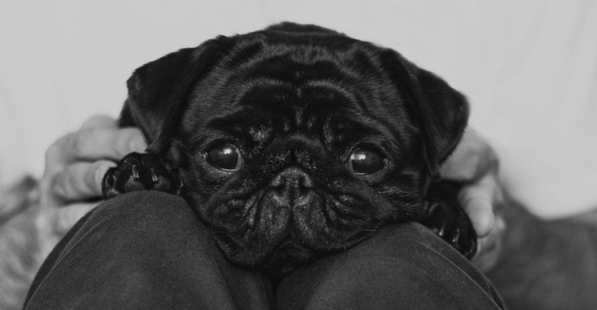 11 dog breeds that want to be treated like the babies of the family 1 11 dog breeds that want to be treated like the babies of the family