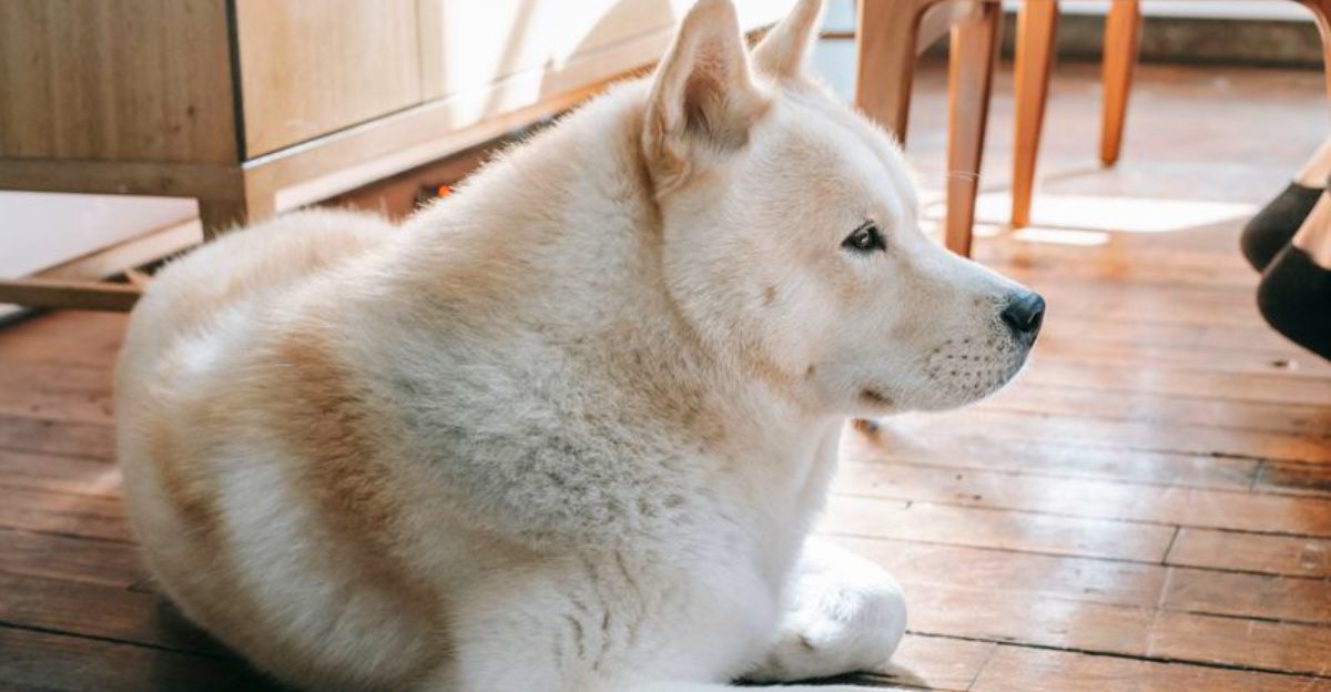 12 dogs that form incredibly close attachments - plus 3 that wait patiently for you 1 12 dogs that form incredibly close attachments plus 3 that wait patiently for you
