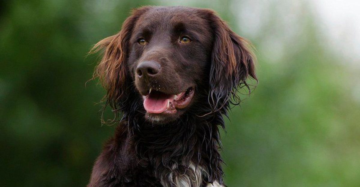 12 old-school dog breeds making an unexpected return - plus 3 vintage companions worth remembering 1 12 old school dog breeds making an unexpected return plus 3 vintage companions worth remembering