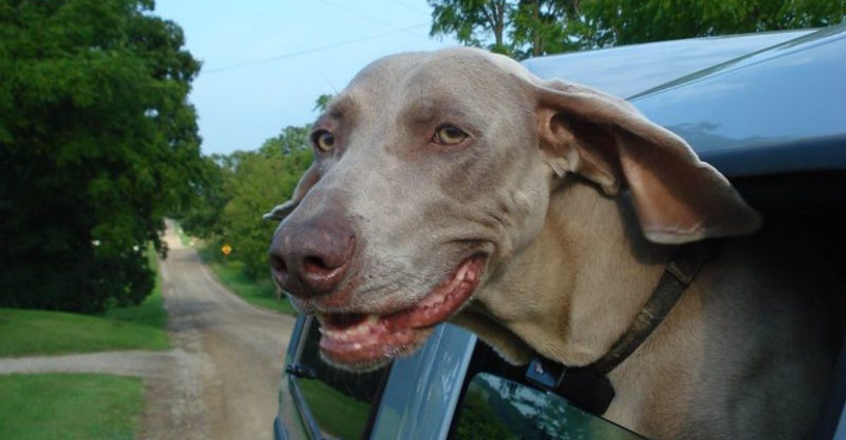 13 dog breeds that often struggle with car rides - plus 3 that absolutely love road trips 1 13 dog breeds that often struggle with car rides plus 3 that absolutely love road trips