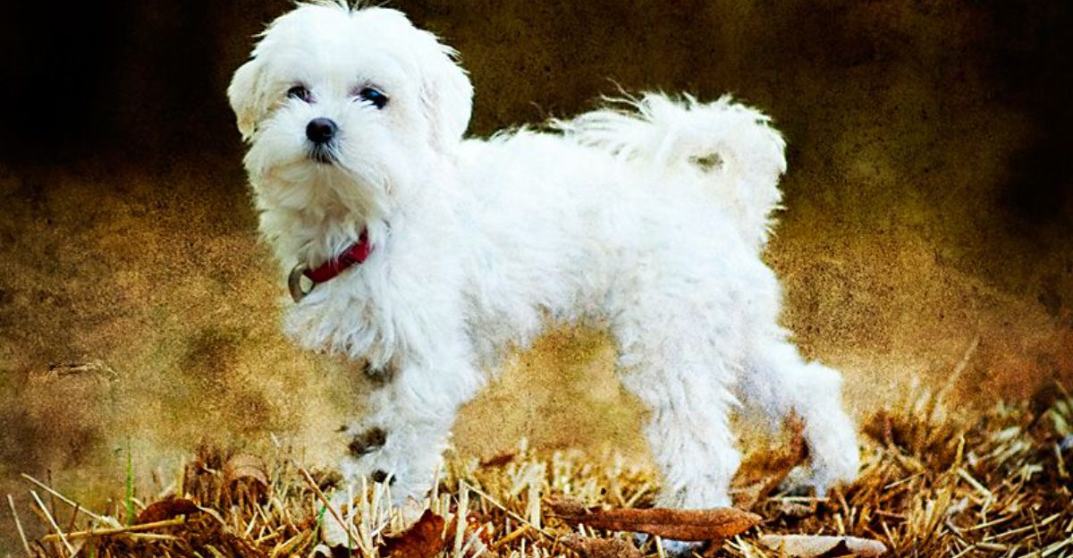 A gorgeous coat is only part of the story with these 14 remarkable dog breeds 1 A gorgeous coat is only part of the story with these 14 remarkable dog breeds