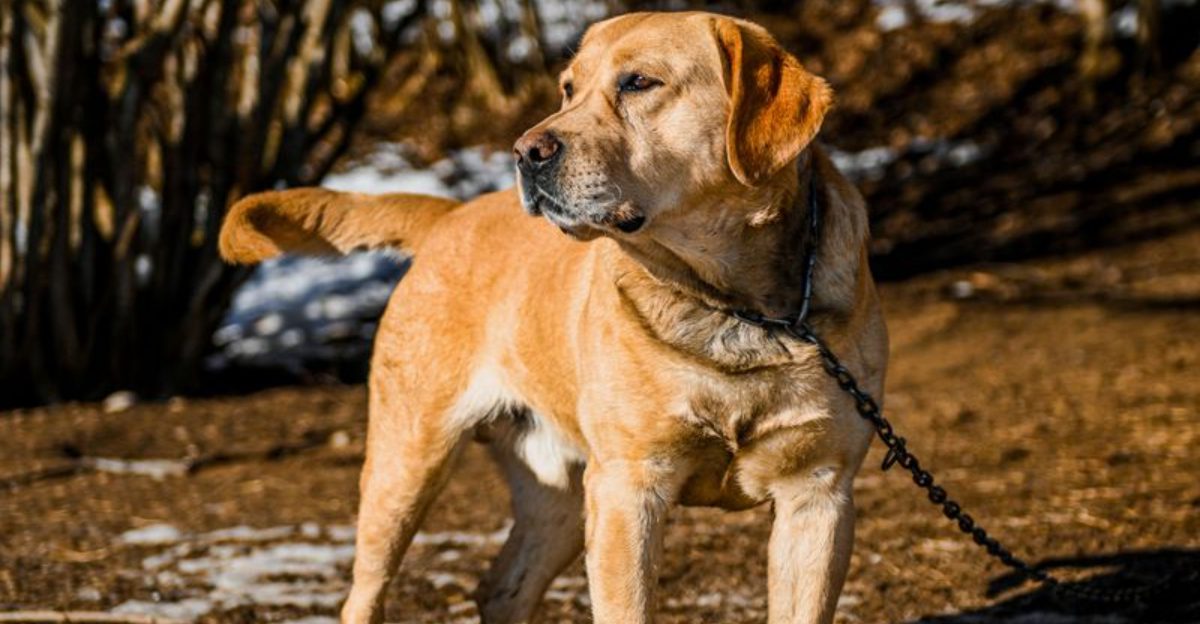 Adventure outside. Relaxation inside. These 11 dog breeds do both exceptionally well 1 Adventure outside. Relaxation inside. These 11 dog breeds do both exceptionally well
