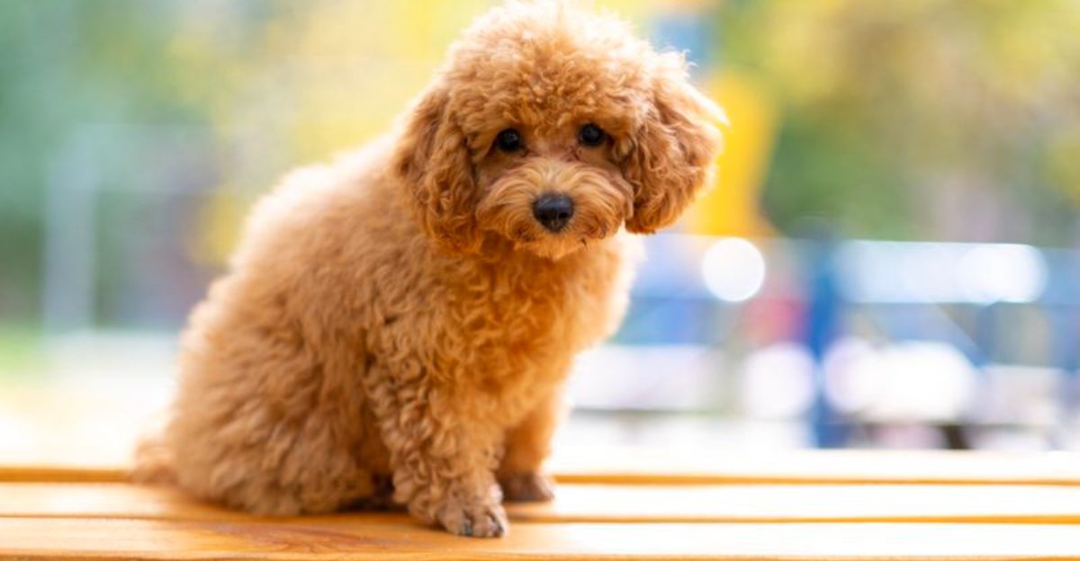 Age barely slows these 13 dog breeds down – plus 3 that keep surprising their owners 1 Age barely slows these 13 dog breeds down – plus 3 that keep surprising their owners