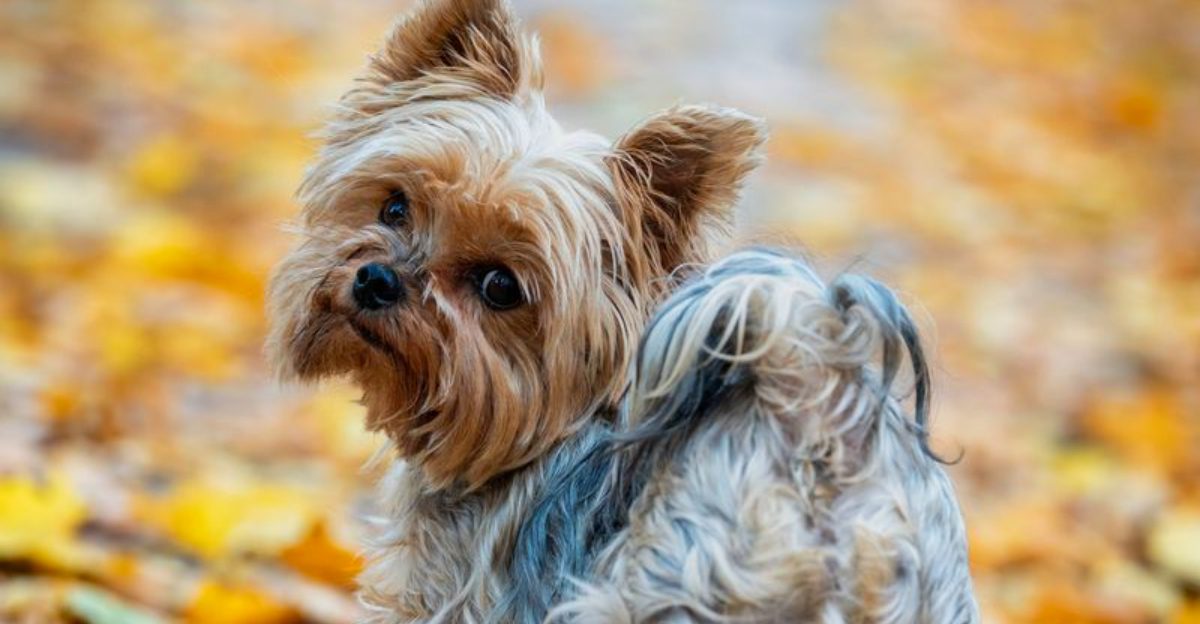 Bad hair days don't seem to exist for these 14 incredibly polished dog breeds 1 Bad hair days dont seem to exist for these 14 incredibly polished dog breeds
