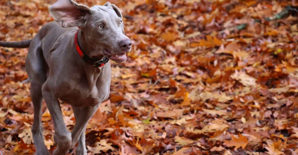 Cameras seem to love these 12 dog breeds – plus 2 naturally photogenic companions 1 Cameras seem to love these 12 dog breeds – plus 2 naturally photogenic companions