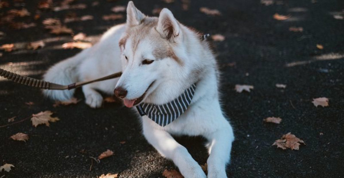 Cancel your plans - These 10 dog breeds have already decided today belongs outside 1 Cancel your plans These 10 dog breeds have already decided today belongs outside