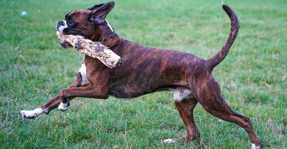 Confidence isn't trained into these 11 dog breeds - it seems built into them 1 Confidence isnt trained into these 11 dog breeds it seems built into them